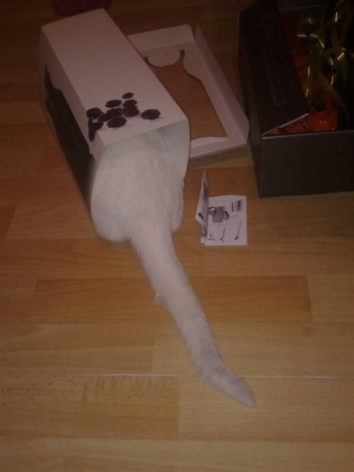 Huskat Cecil billede 14