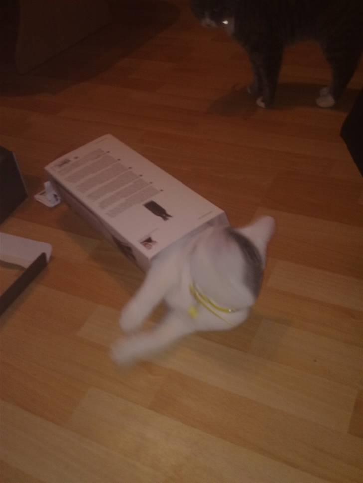 Huskat Cecil billede 15