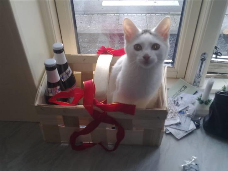 Huskat Cecil billede 16