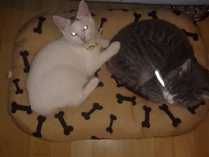 Huskat Cecil billede 17