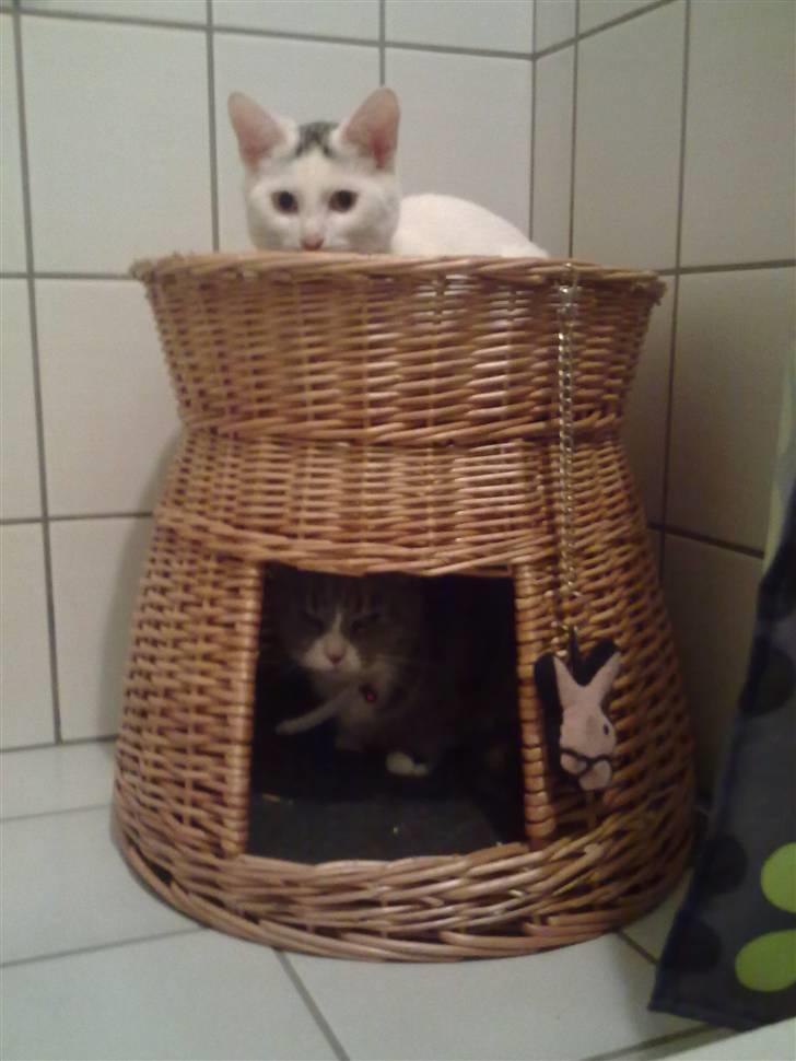 Huskat Cecil billede 18