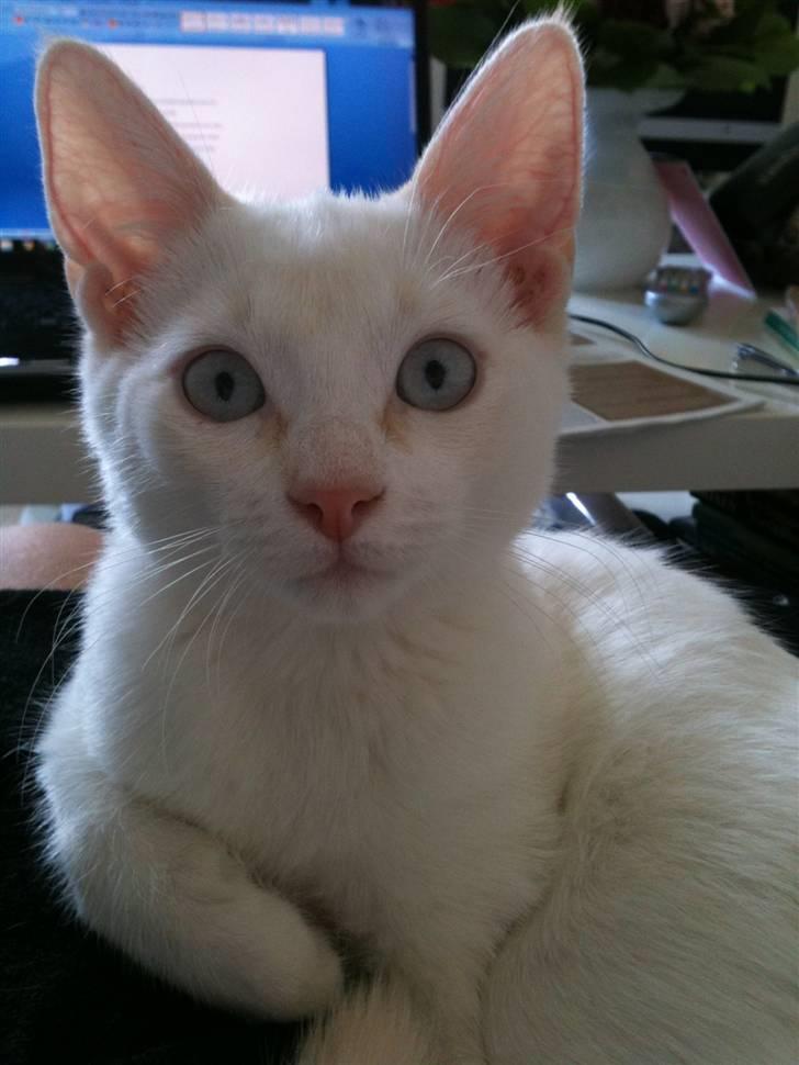 Blanding af racer Cicero - Smukke blå øjne... billede 1