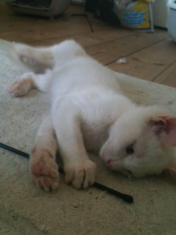 Blanding af racer Cicero billede 2