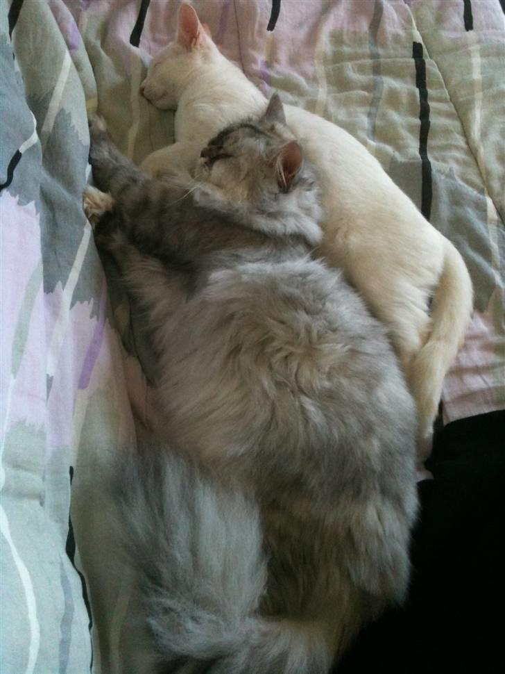 Blanding af racer Cicero - Naptime med "storesøster" billede 3