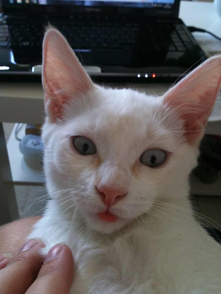 Blanding af racer Cicero - Nogle gange glemmer man at tungen er ude... billede 4