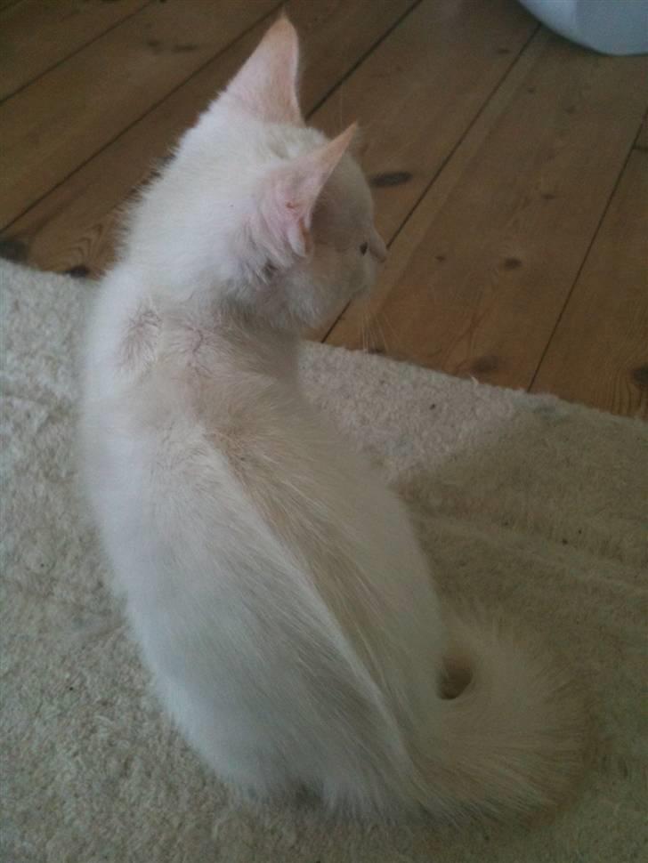 Blanding af racer Cicero - Puha, den perser kan bare vente sig! billede 5