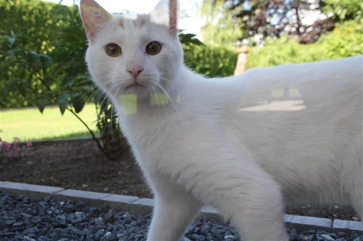 Huskat Emil billede 1