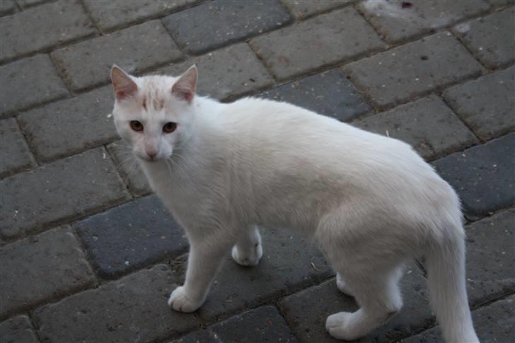 Huskat Emil billede 2