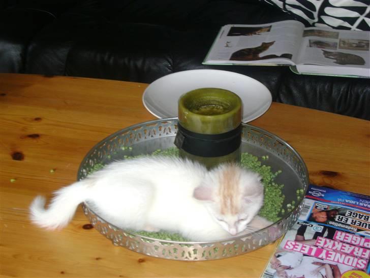 Huskat Emil billede 4