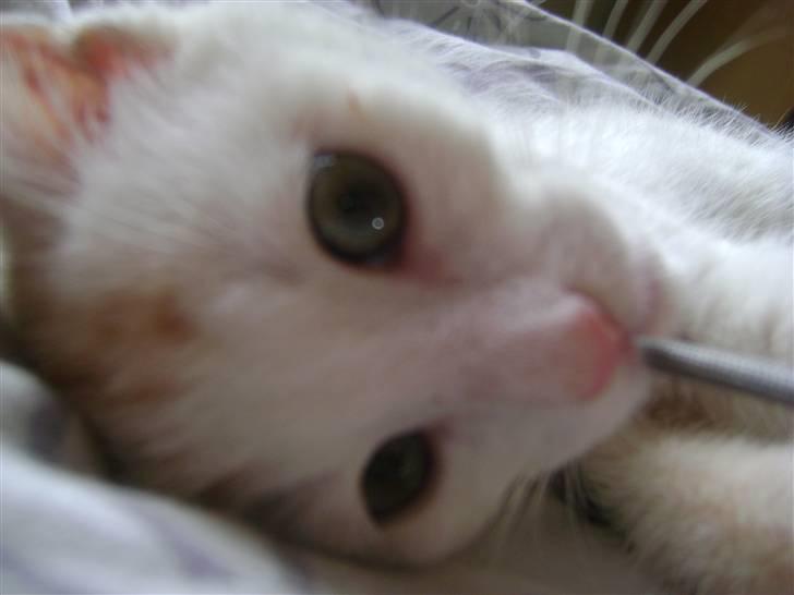 Huskat Emil billede 5