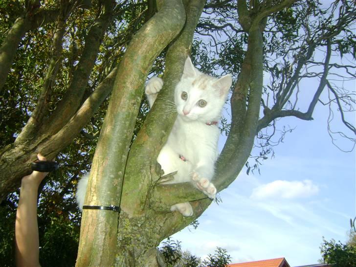 Huskat Emil billede 6