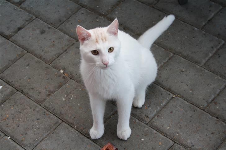 Huskat Emil billede 7