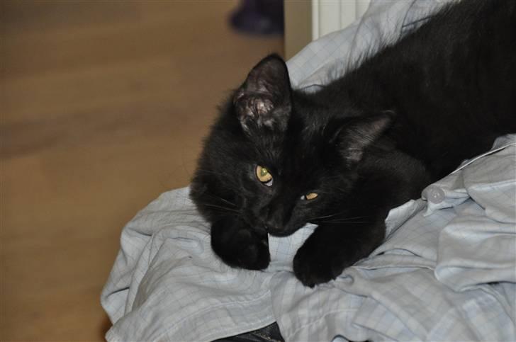 Maine Coon Kratos - Ah, vasketøj! billede 12