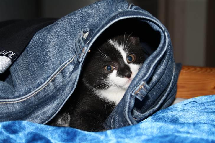 Huskat Turbo billede 1