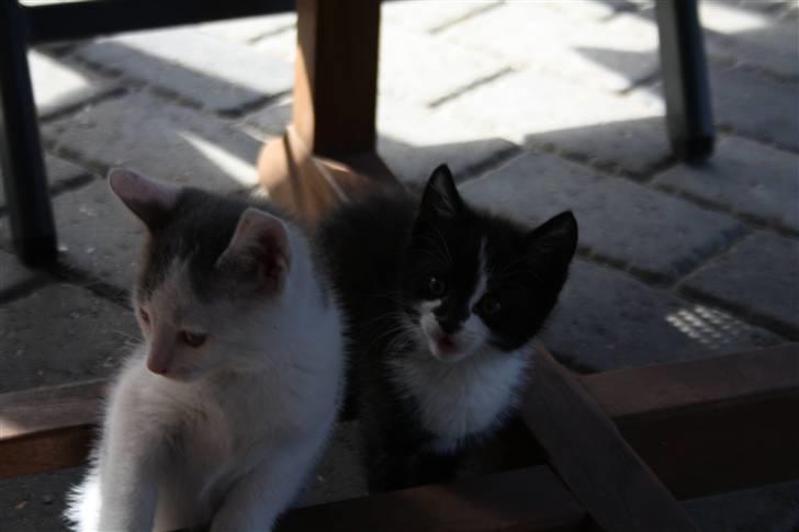 Huskat Turbo billede 2