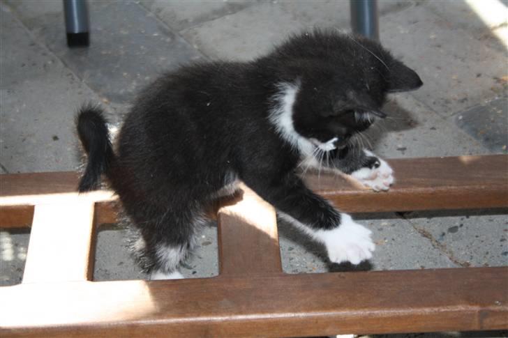 Huskat Turbo billede 3