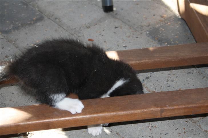 Huskat Turbo billede 4