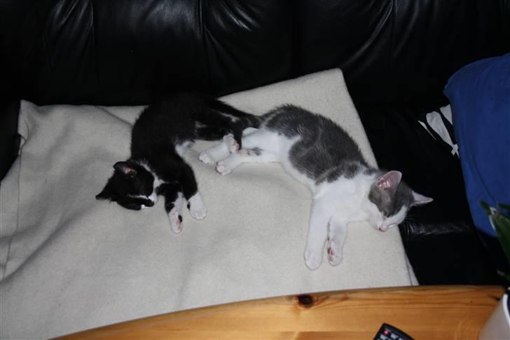 Huskat Turbo billede 5