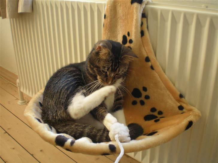 Huskat Fabian billede 6