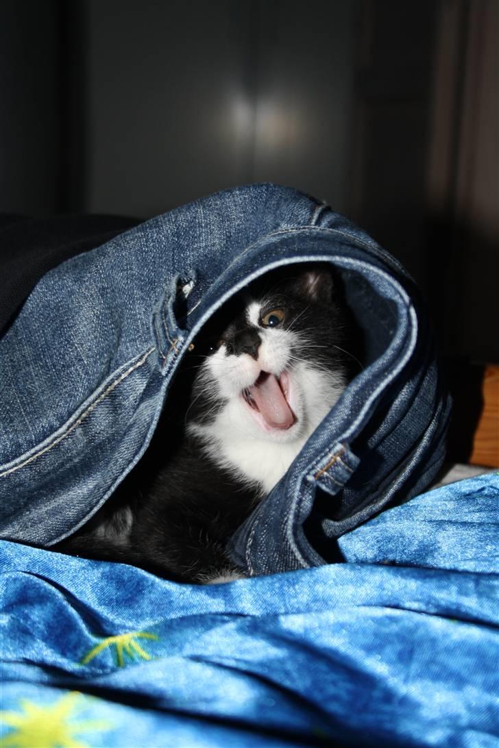 Huskat Turbo billede 6