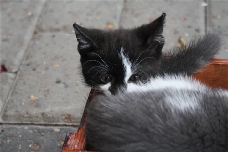 Huskat Turbo billede 7