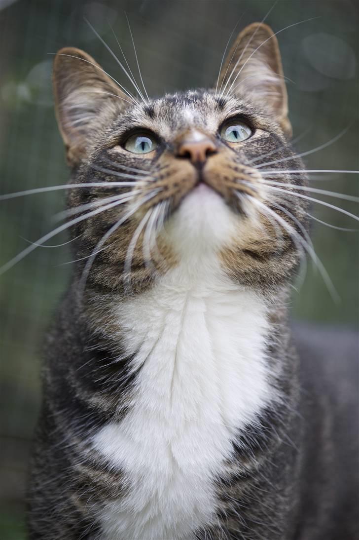 Huskat Fabian billede 7