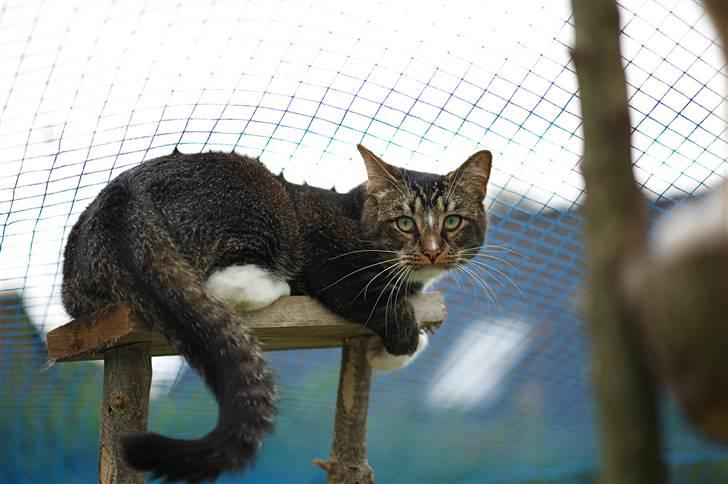 Huskat Fabian - Hjææælp.... -Jeg falder ned! billede 8