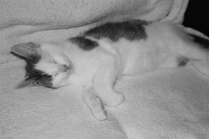 Huskat Mikkel billede 1