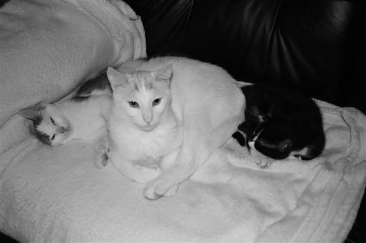 Huskat Mikkel billede 2