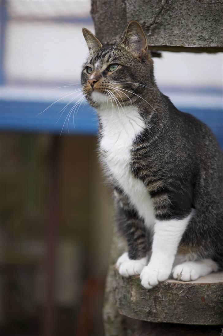 Huskat Fabian billede 9