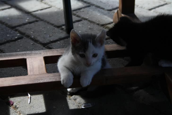 Huskat Mikkel billede 3