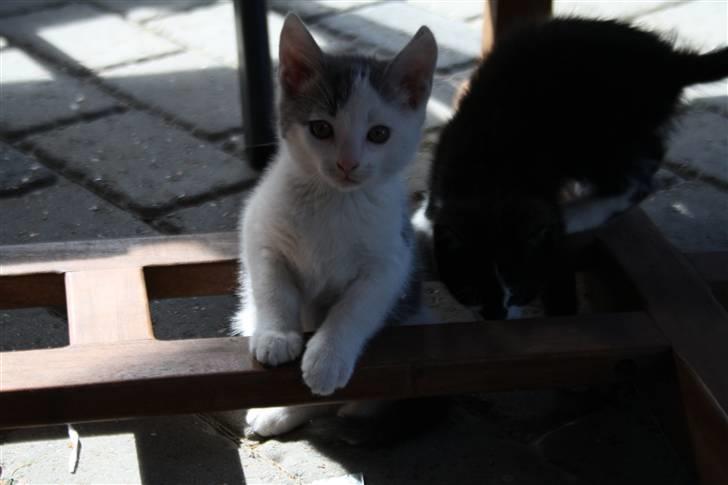 Huskat Mikkel billede 4