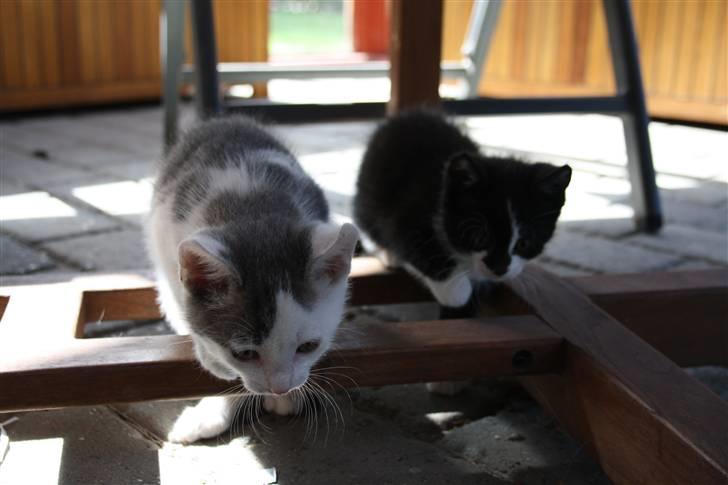 Huskat Mikkel billede 5