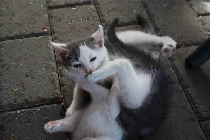 Huskat Mikkel billede 6