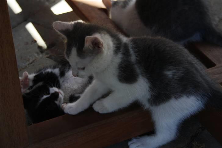 Huskat Mikkel billede 7