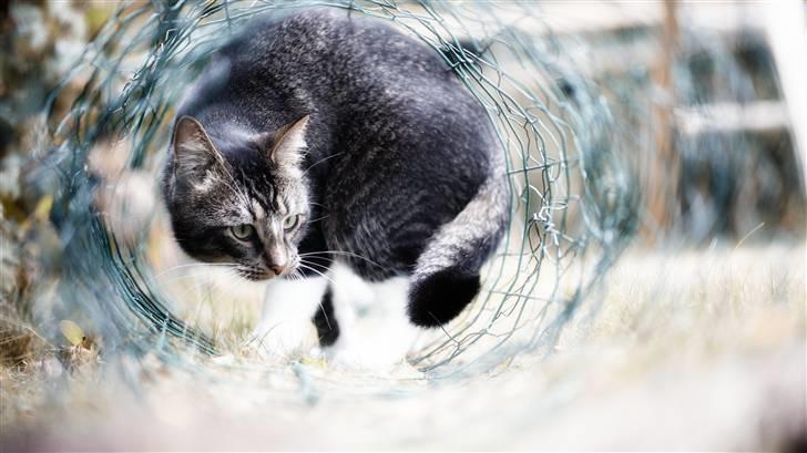 Huskat Fabian - Jeg kan lige være her! billede 10