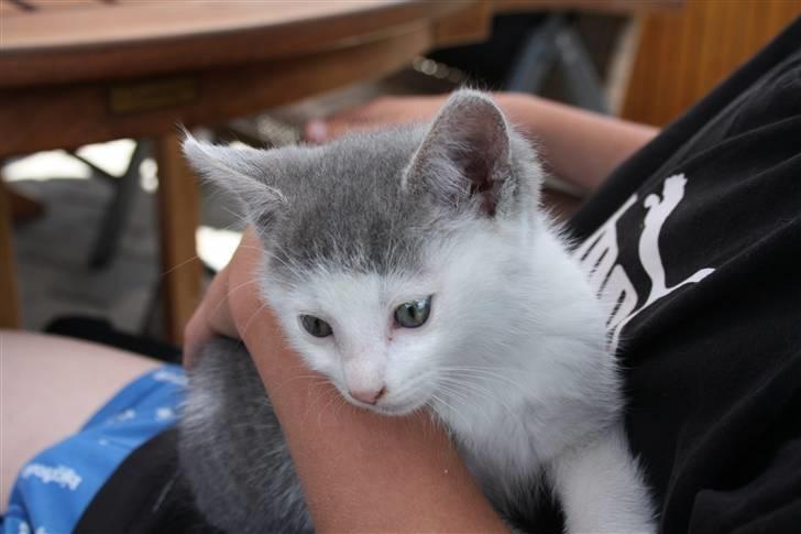 Huskat Mikkel billede 8