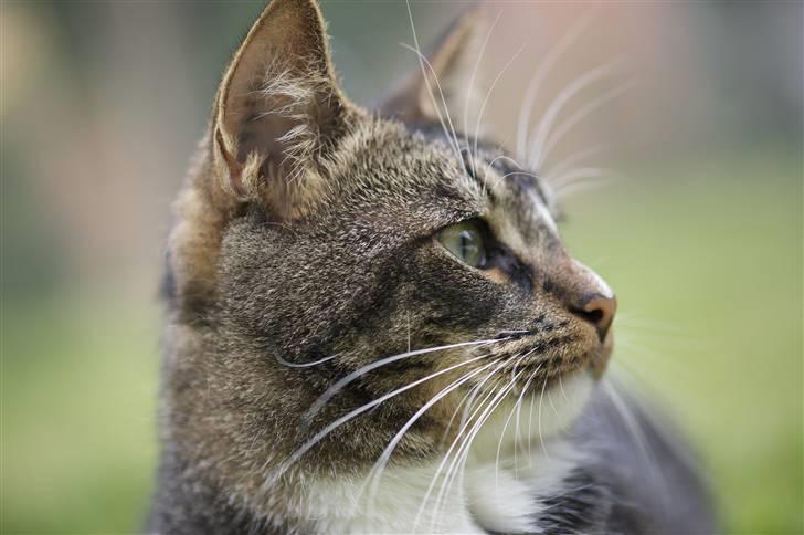 Huskat Fabian billede 11