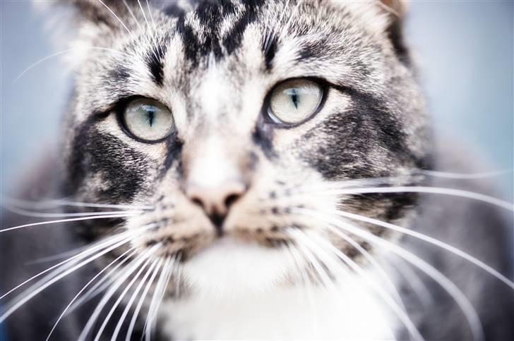 Huskat Fabian billede 12