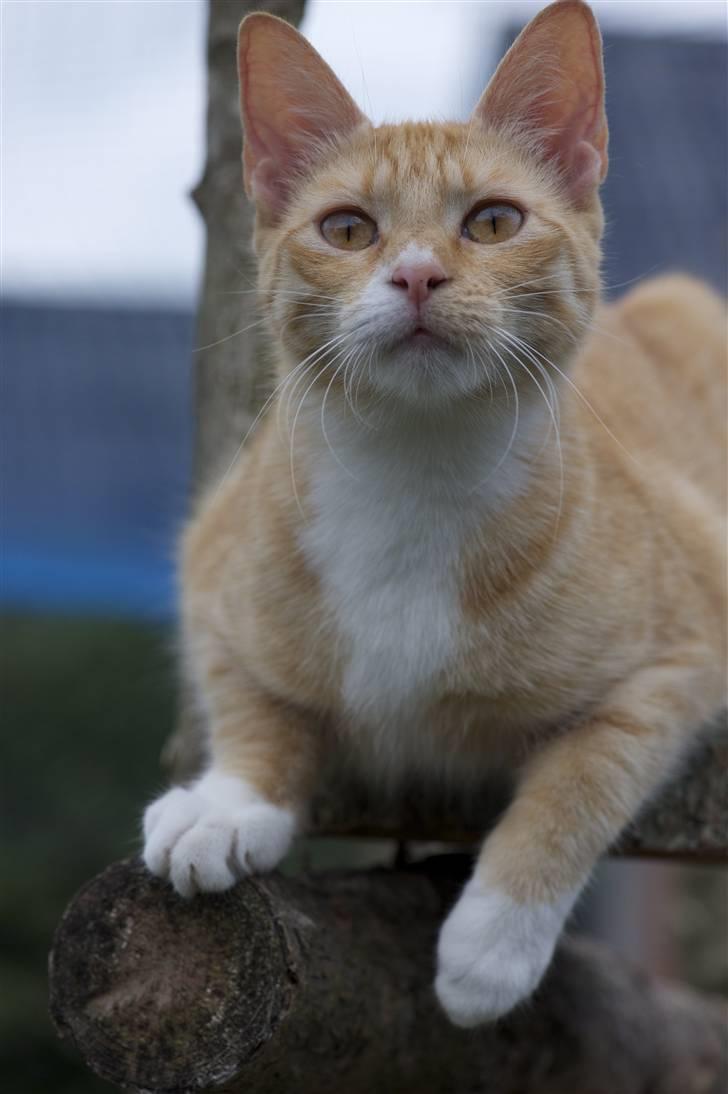 Blanding af racer Michela billede 1