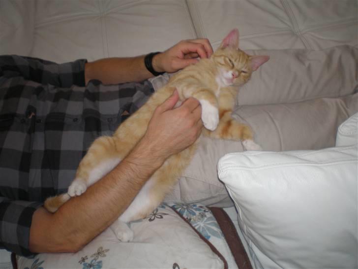 Blanding af racer Michela billede 3