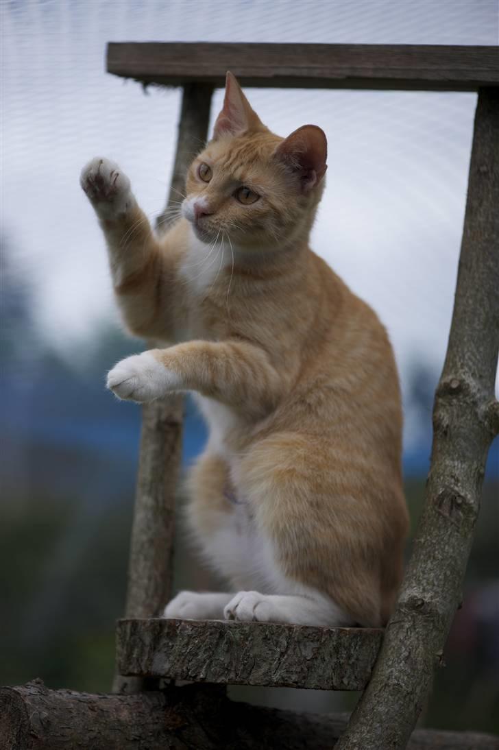 Blanding af racer Michela - Jeg er en dejlig danse-mis! billede 4