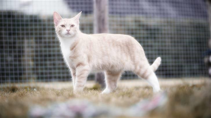 Blanding af racer Michela billede 5