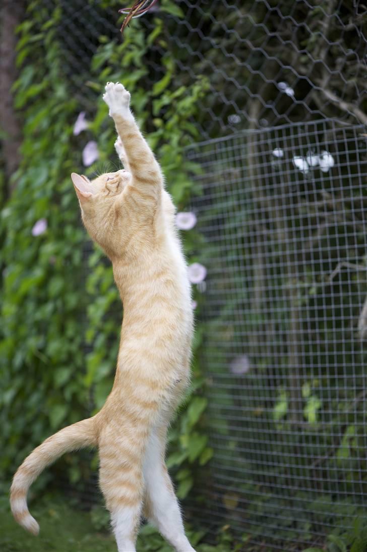 Blanding af racer Michela - Jeg hopper HØJT! billede 6