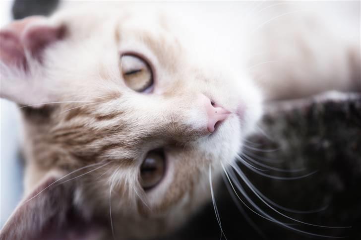 Blanding af racer Michela billede 7