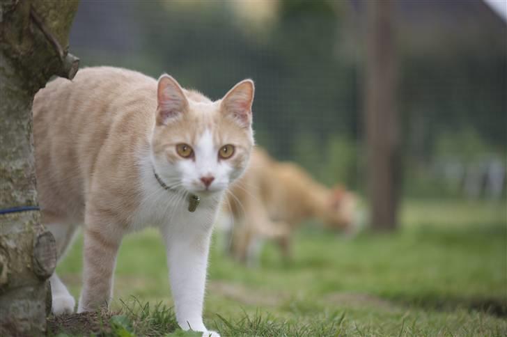 Huskat Guffe billede 6