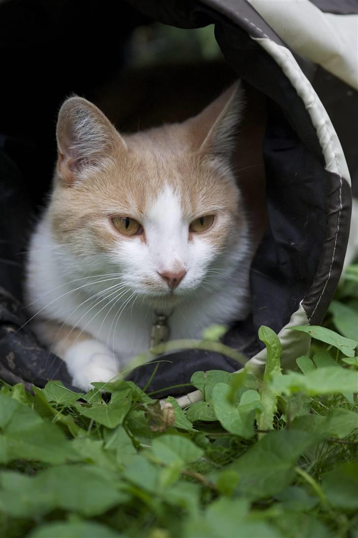 Huskat Guffe billede 7