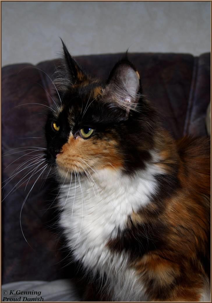 Maine Coon DK Proud Danish MoonShadow - 10 mdr billede 2