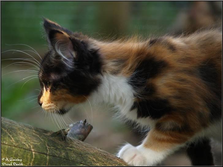 Maine Coon DK Proud Danish MoonShadow billede 7