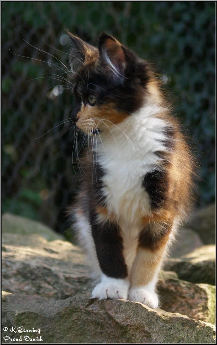 Maine Coon DK Proud Danish MoonShadow billede 8